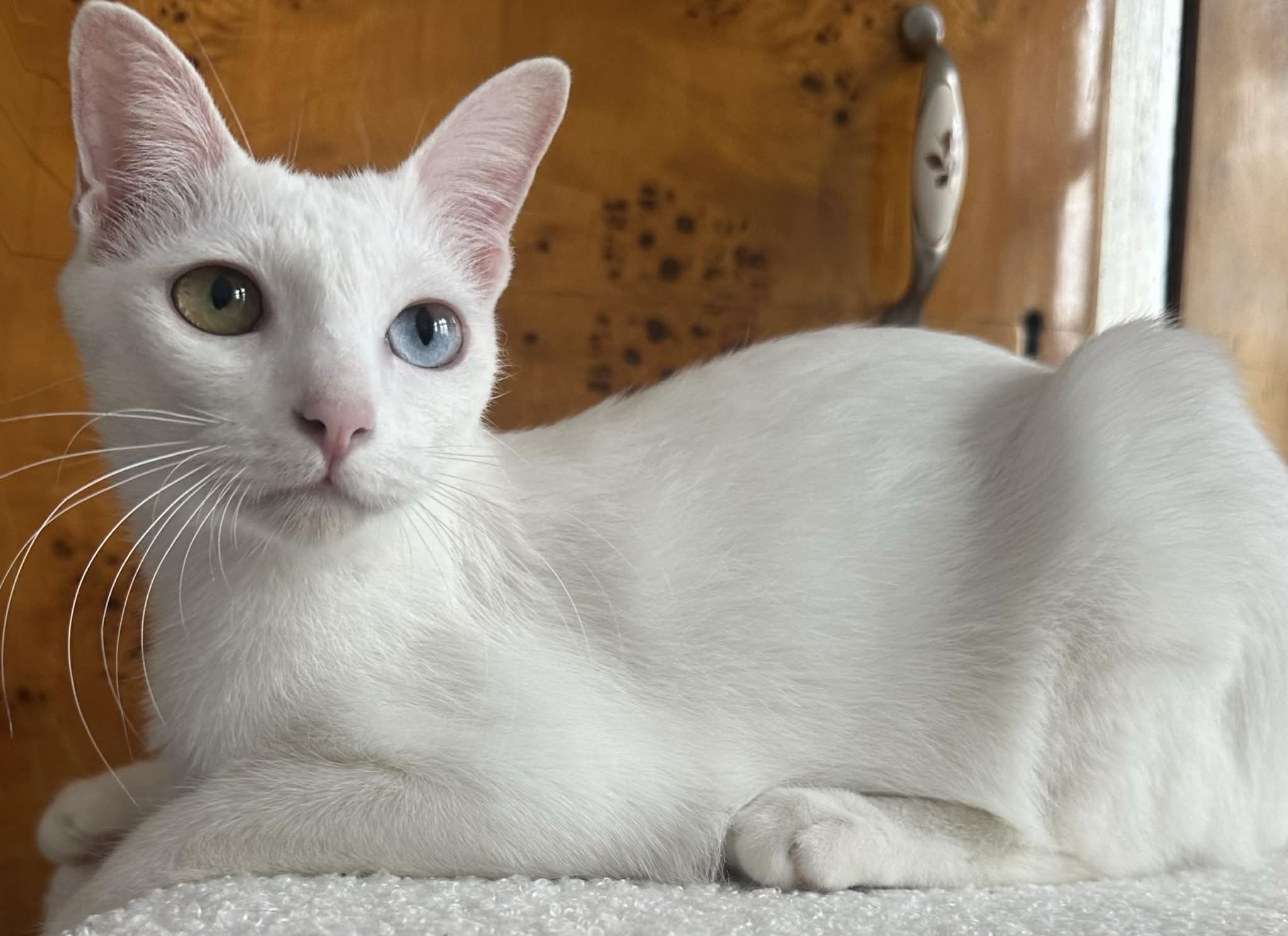 You are currently viewing LooLooZen*PL – quality, knowledge, responsible breeding